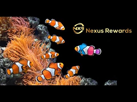 What Makes Nexus Unlike Everything Else!